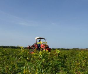 Parnaíba busca ampliar produção de jaborandi para indústria farmacêutica internacional