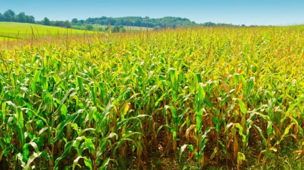 Mais de 15 mil produtores rurais do Piauí podem renegociar dívidas com o BNB